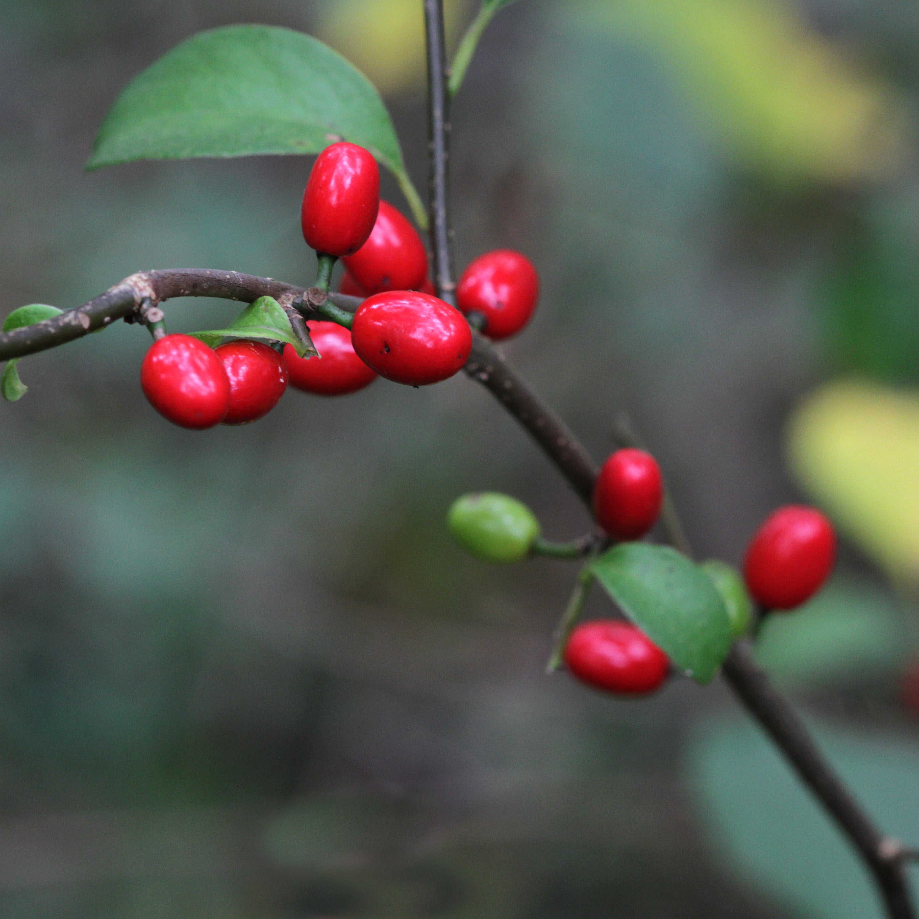 Spicebush Berries