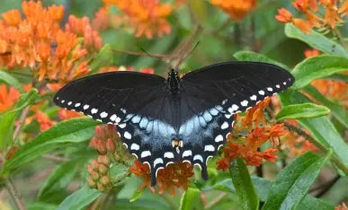 Spicebush Butterfly on Milkweed