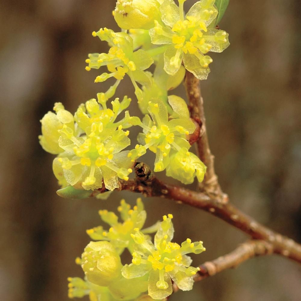 Spicebush Flowers