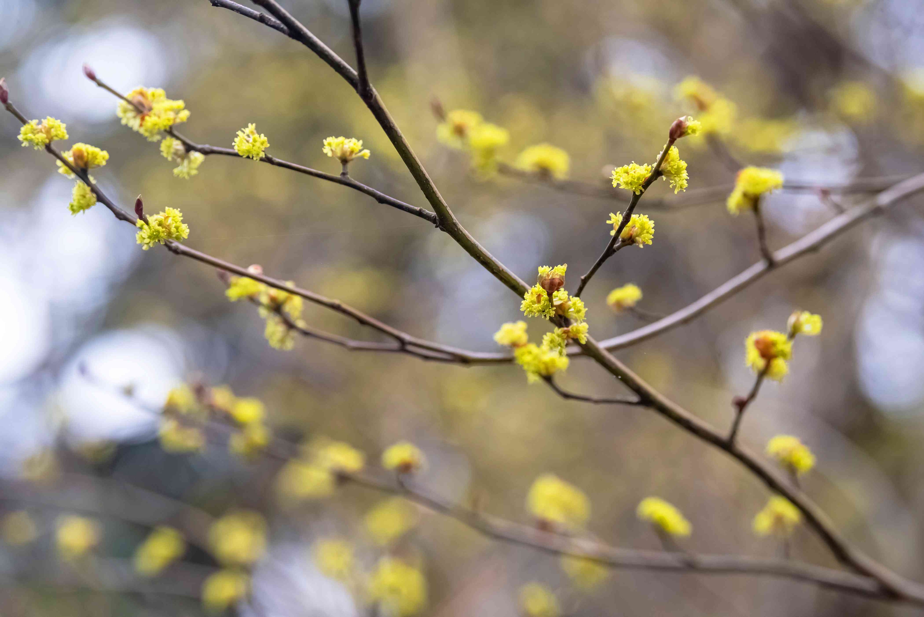 Spicebush Flowers
