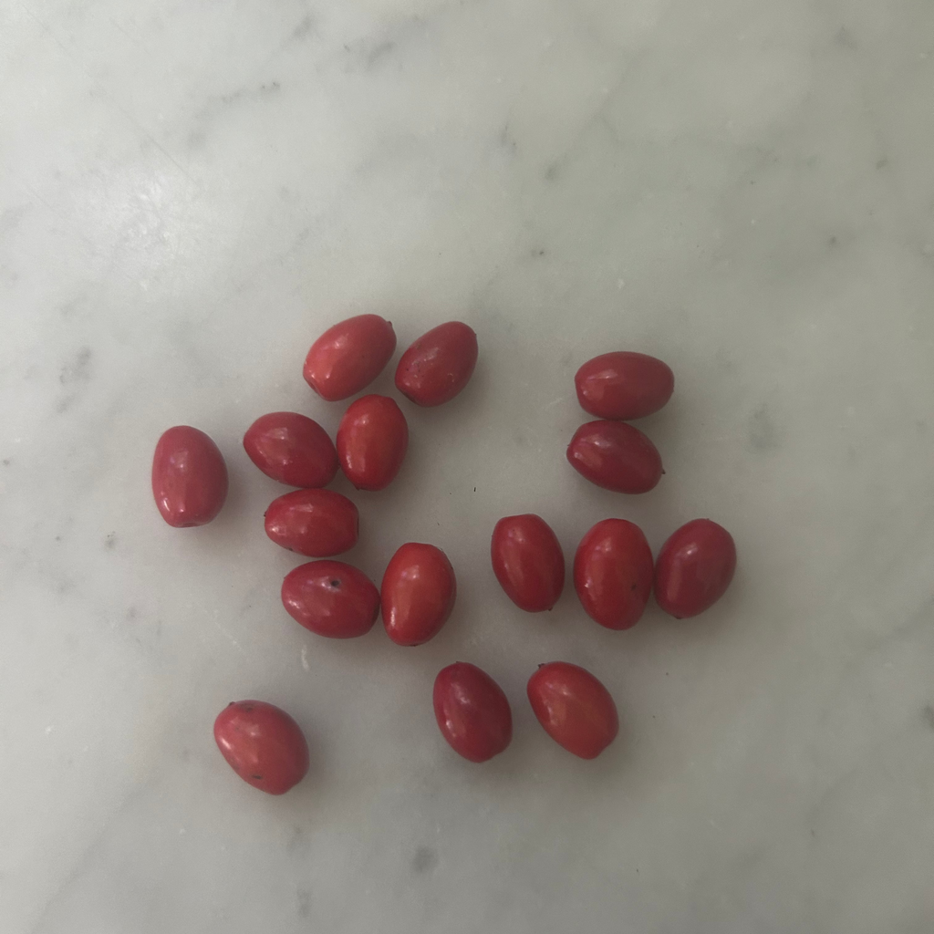 Fresh Spicebush Seeds (Lindera benzoin) – 15 Seeds, Native Shrub, Ships September–November