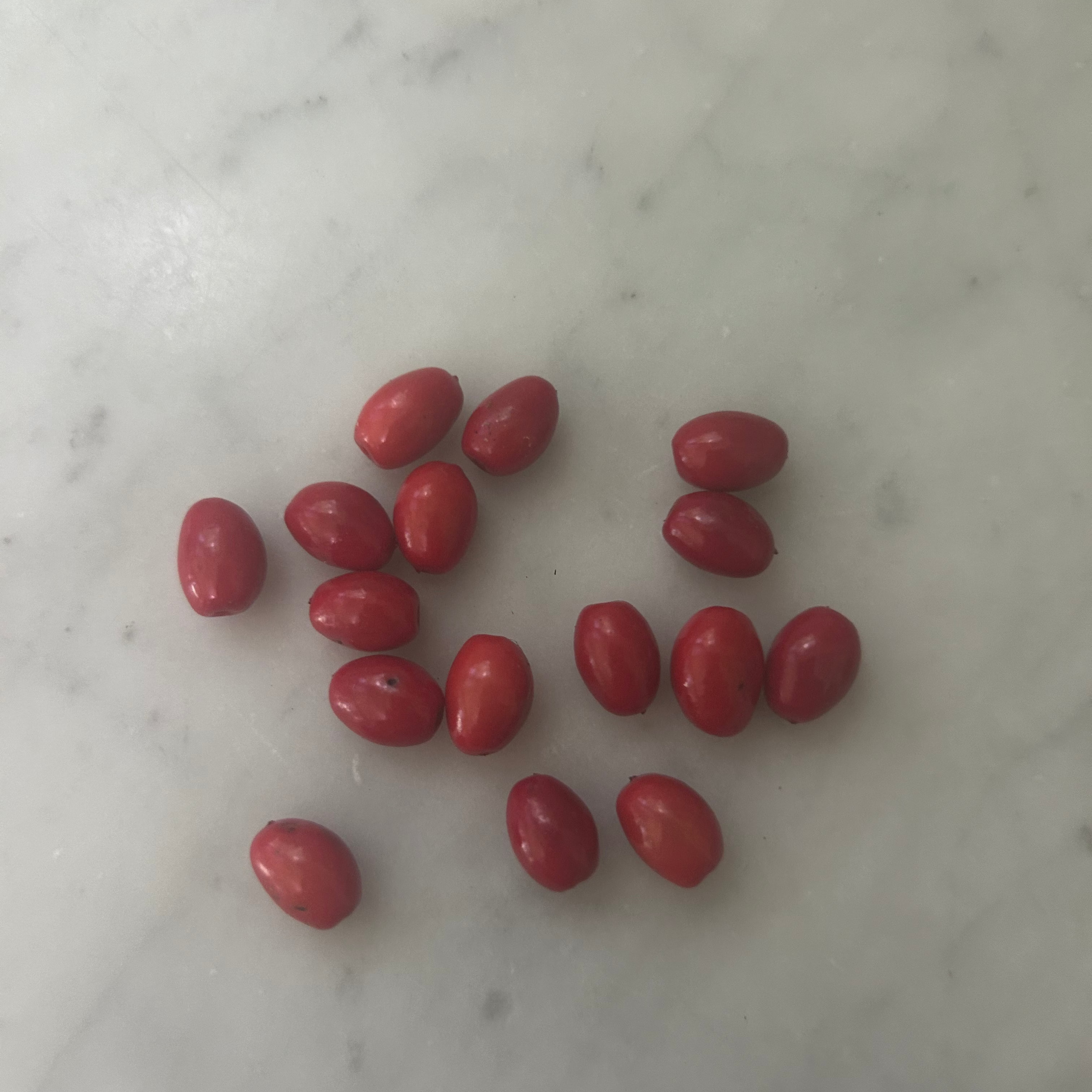 Fresh Spicebush Seeds (Lindera benzoin) – 15 Seeds, Native Shrub, Ships September–November