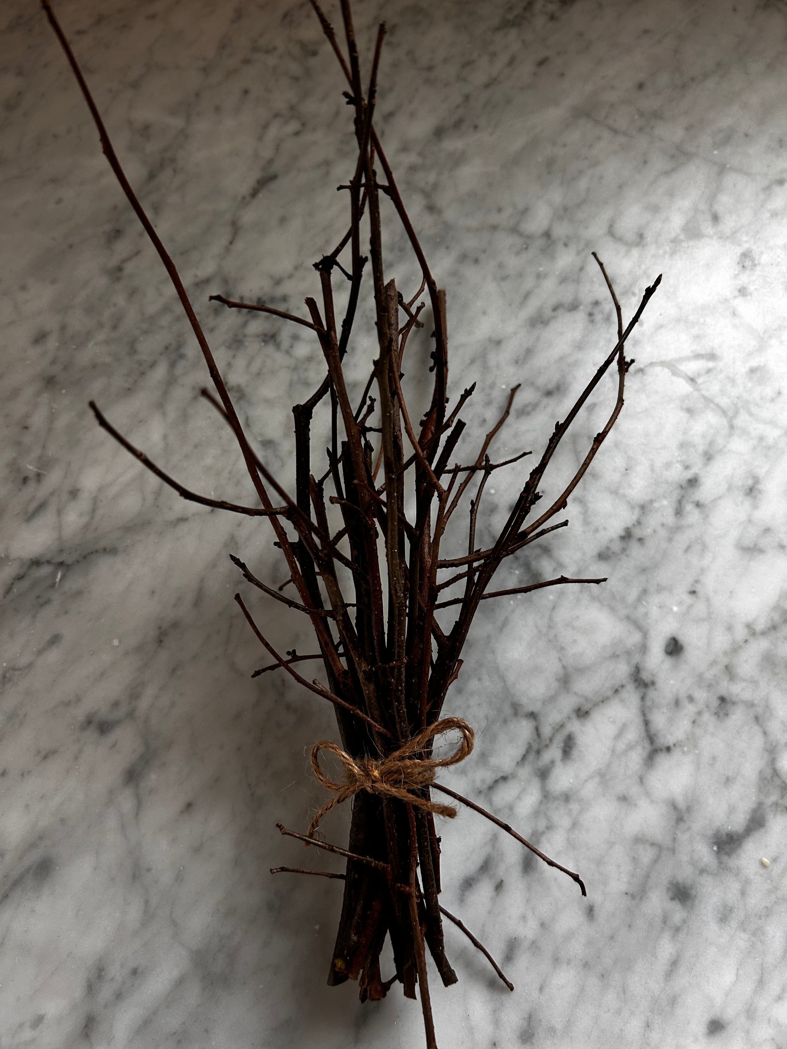Spicebush Twigs - Beautiful Aromatic Twigs for Teas and More — plant detail