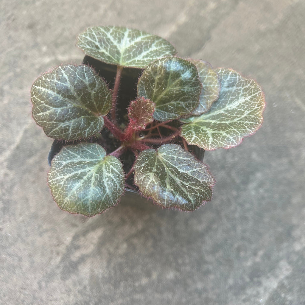 Strawberry Begonia Plant