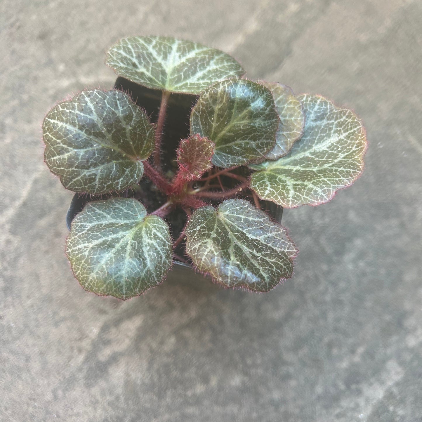 Strawberry Begonia Plants
