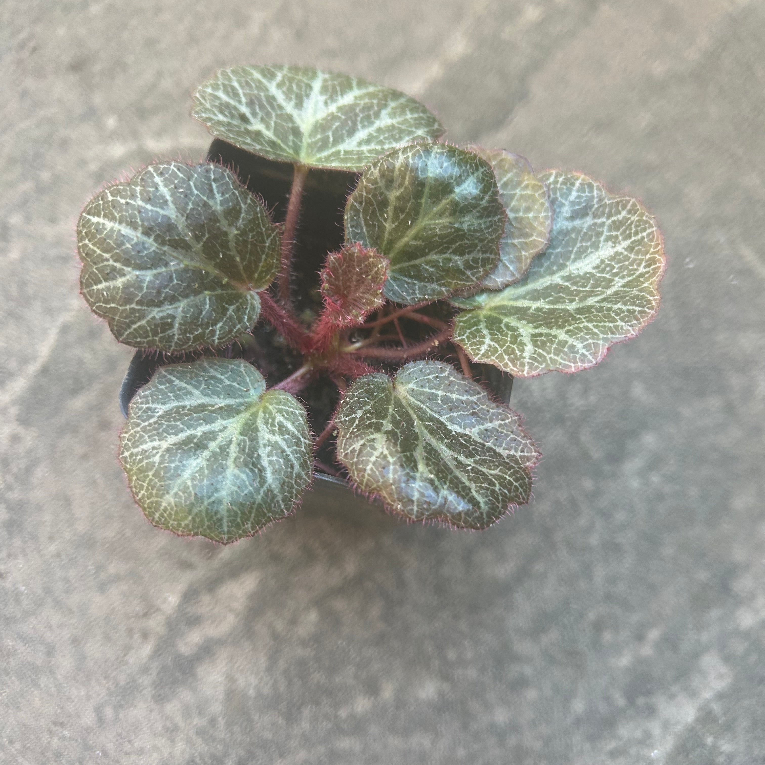 Strawberry Begonia Plant