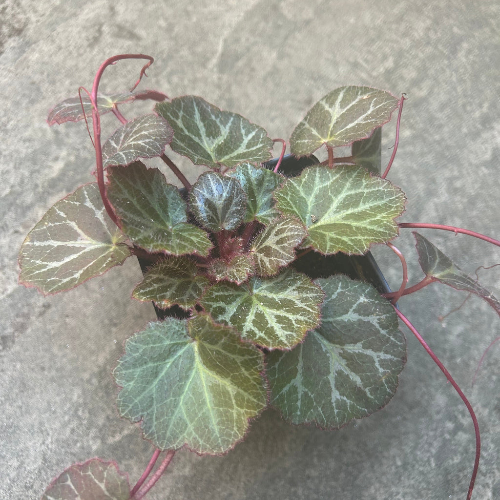Strawberry Begonia Plant