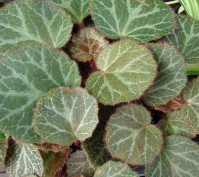 Strawberry Begonia Live Plant - Unique Foliage, Ground Cover, Part-Full Shade, Zones 6-9