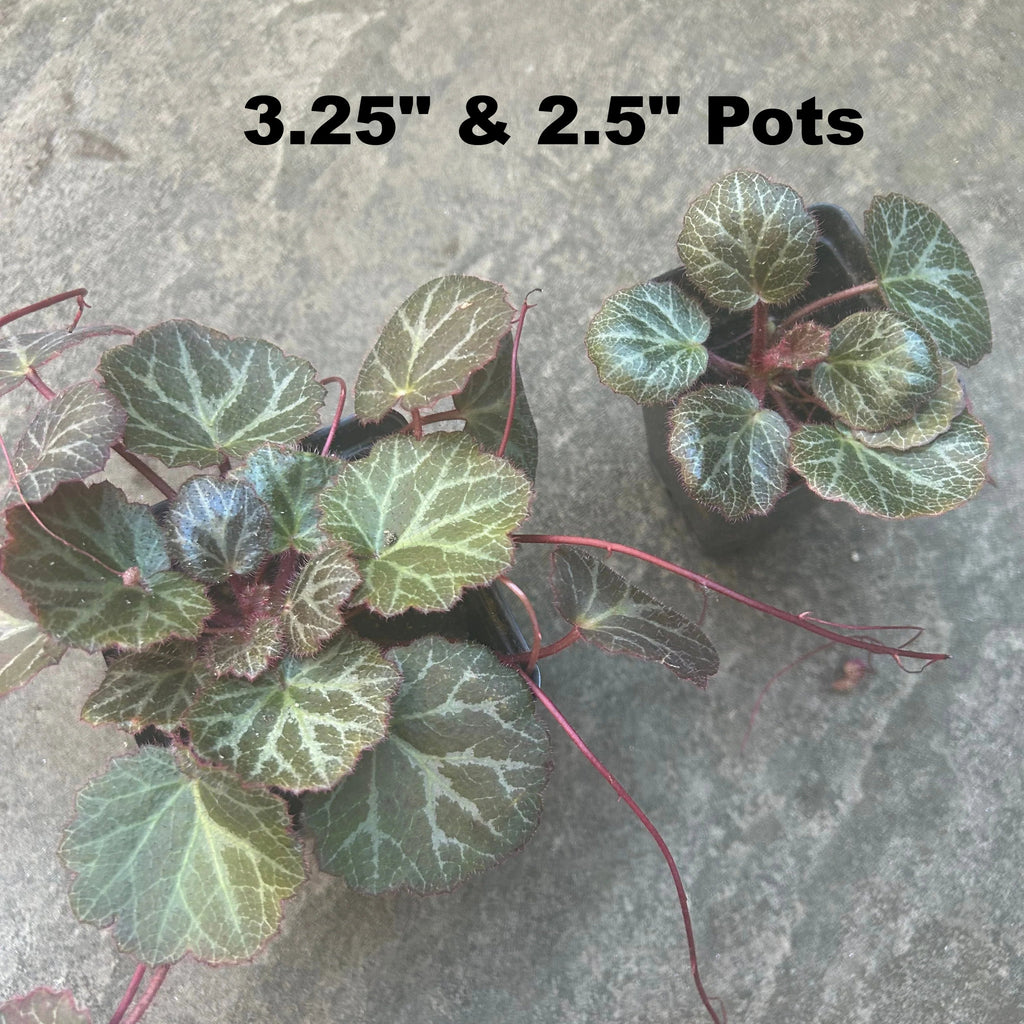 Strawberry Begonia Plants 2.5" Pots and 3.25" Pot