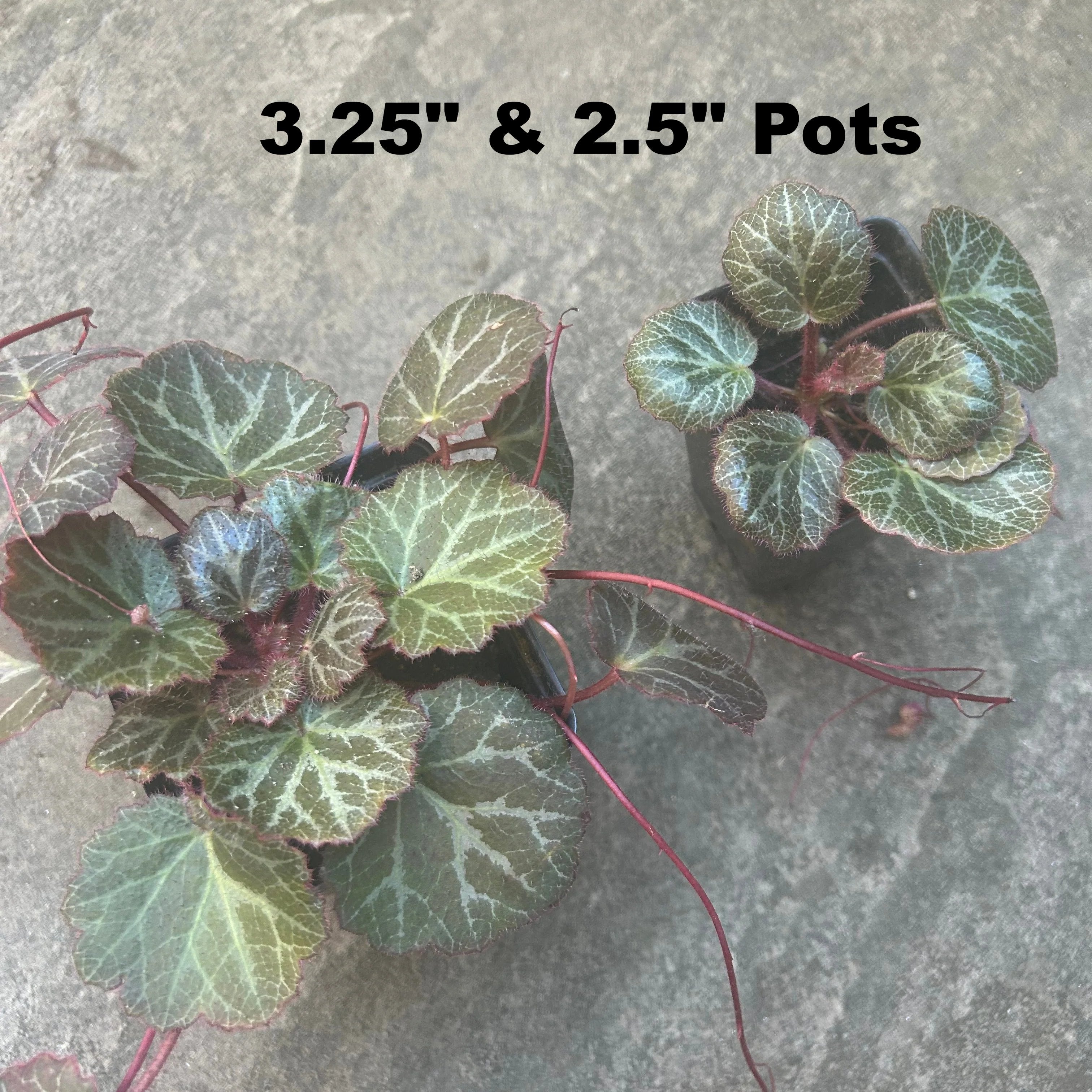 Strawberry Begonia Plants 2.5" Pots and 3.25" Pot