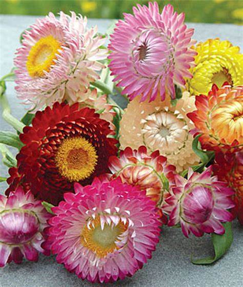 Mixed Strawflower Live Plant - Dried Flower, Annual, Full Sun, Colorful Blooms