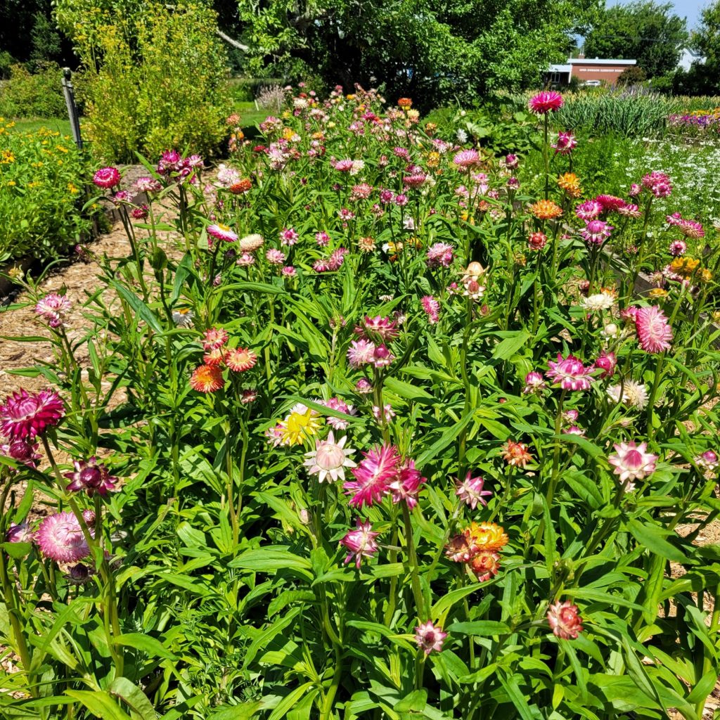 Mixed Strawflower Live Plant - Dried Flower, Annual, Full Sun, Colorful Blooms