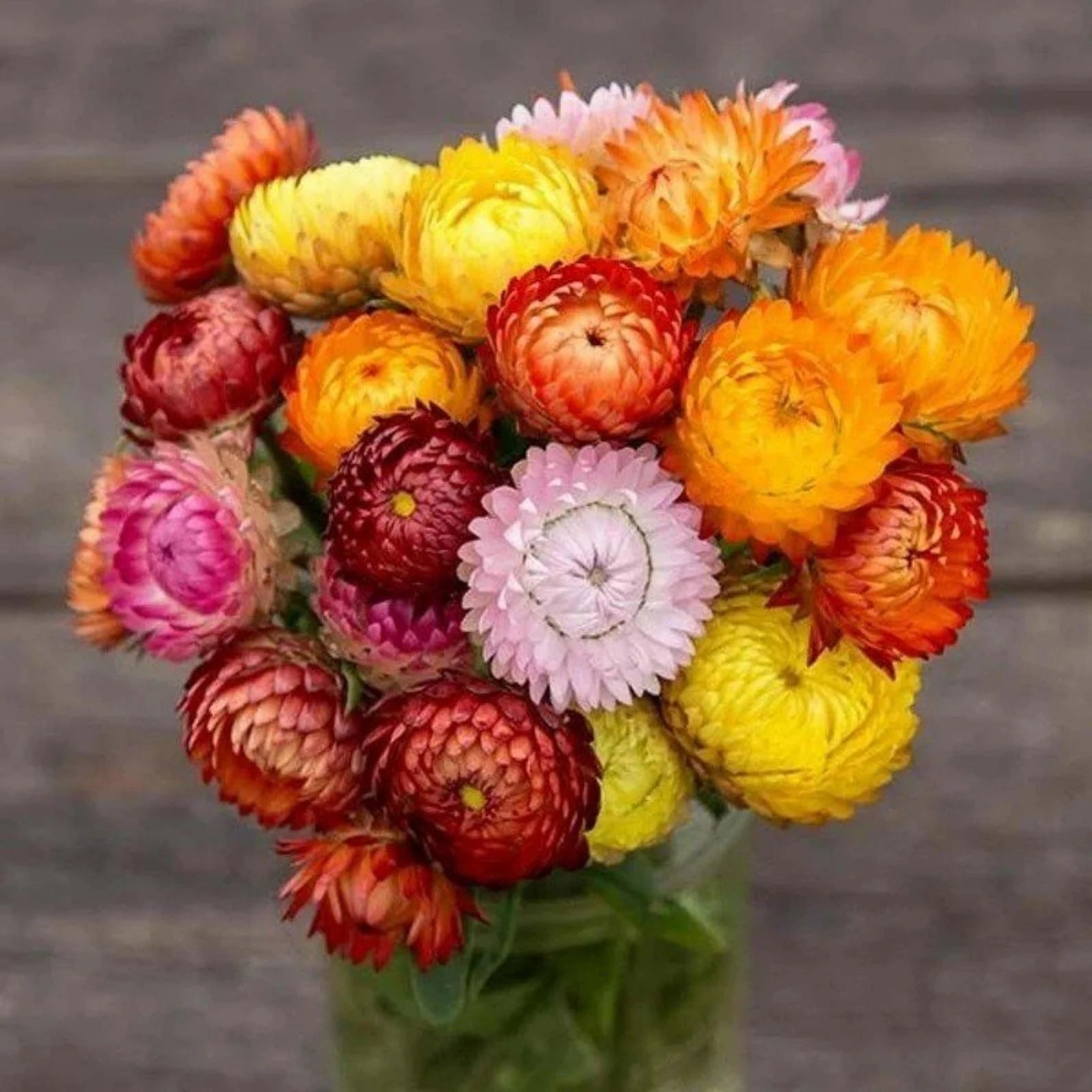 Mixed Strawflower Live Plant - Dried Flower, Annual, Full Sun, Colorful Blooms