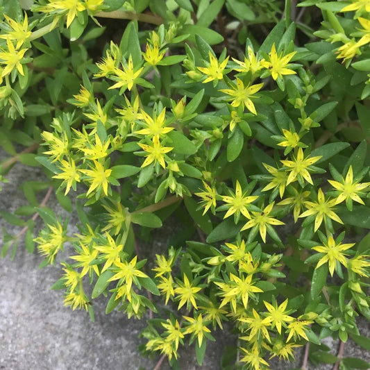 Stringy Sedum Plants (Sedum Sarmentosum) - Perennial Succulent, Yellow Blooms, Full-Part Sun, Zones 3-9