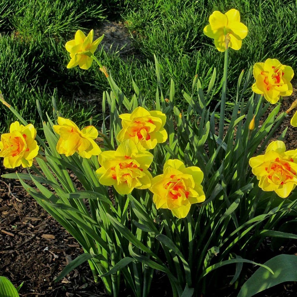 Tahitti Double Daffodil Bulbs (Pre-Sale)