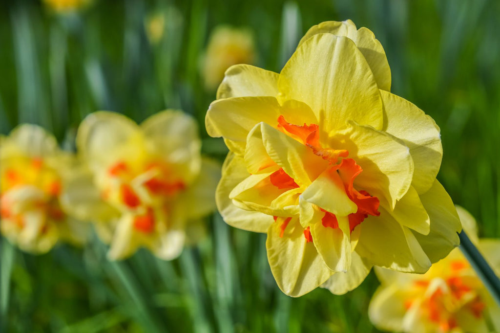 Tahitti Double Daffodil Bulbs (Pre-Sale)