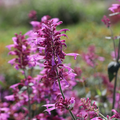 Texas Hummingbird Mint 'Heather Queen' Live Plants
