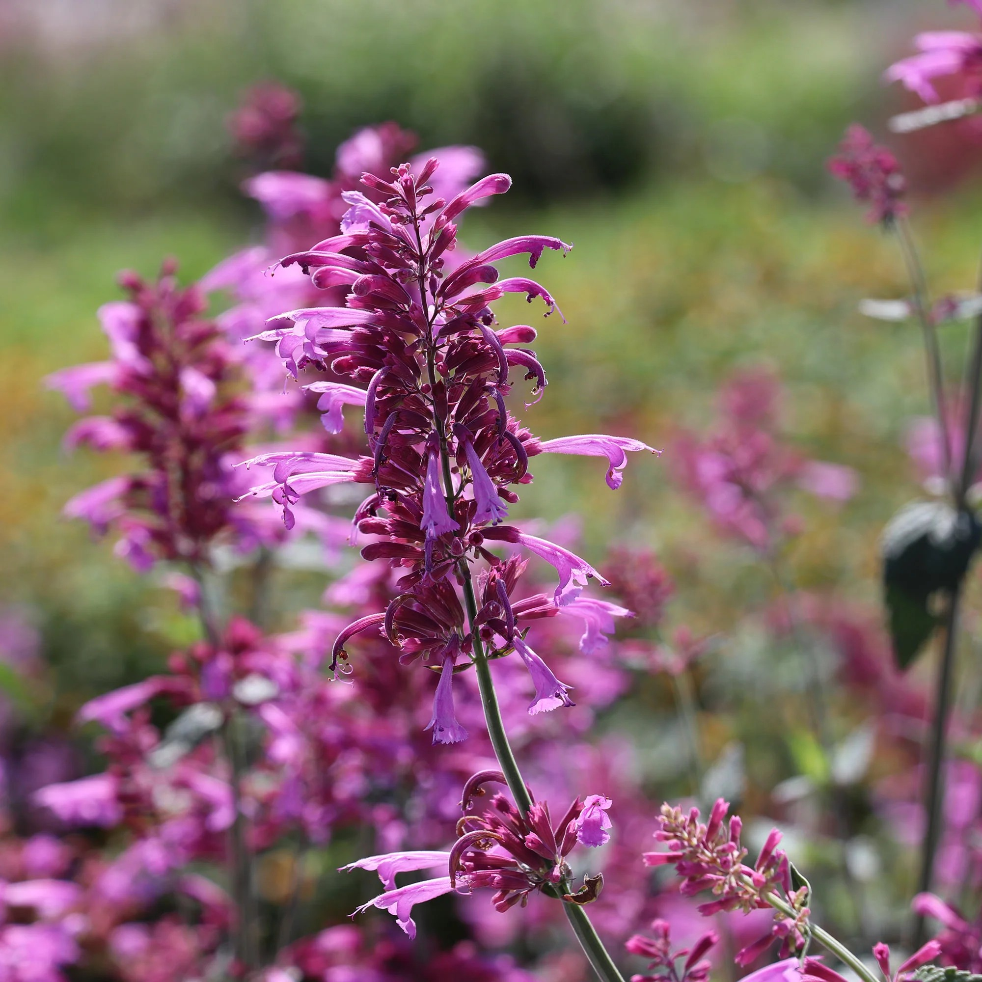Texas Hummingbird Mint 'Heather Queen' Live Plants