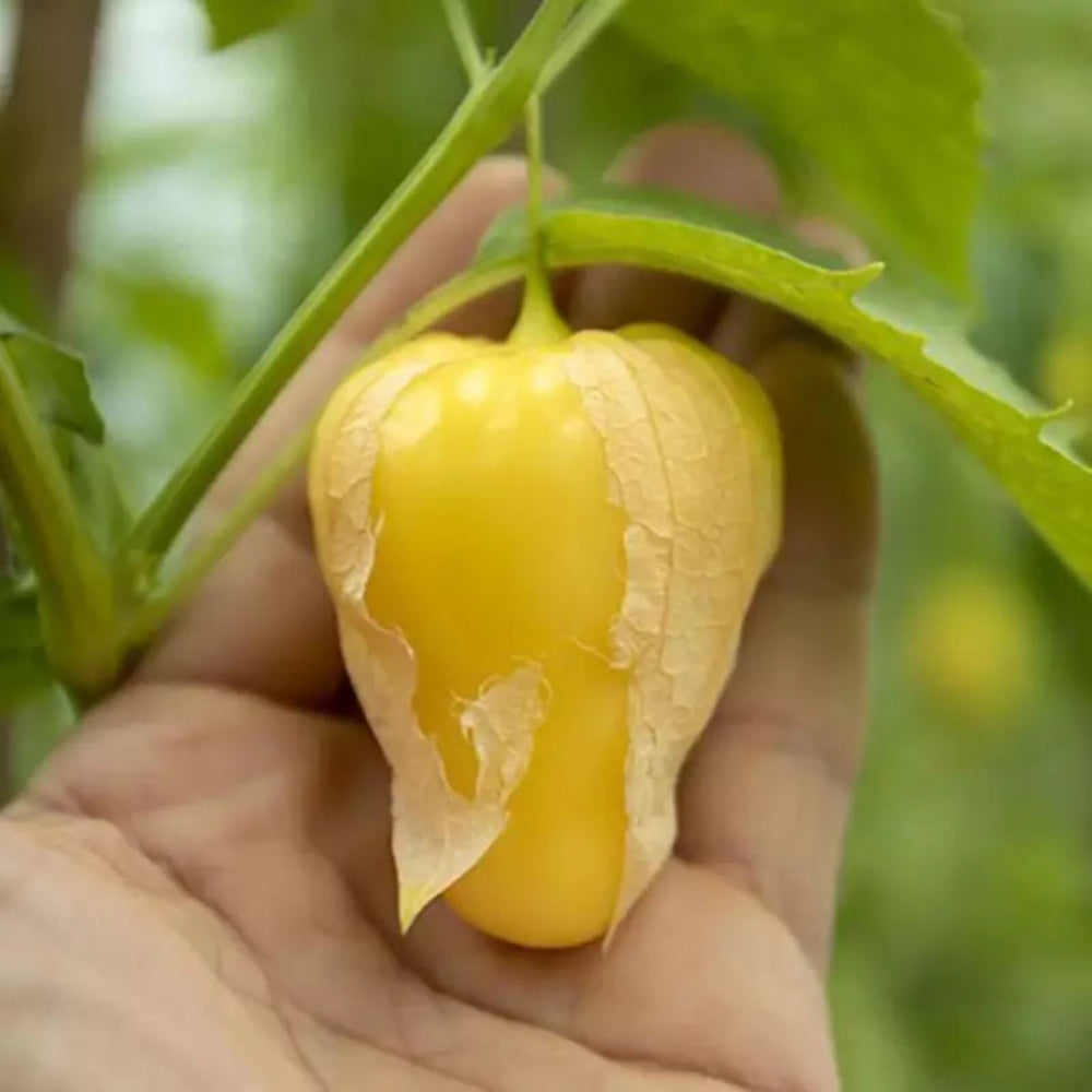 Tomatillo Queen of Malinalco Fruit