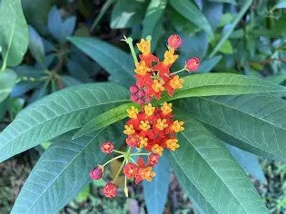 Tropical Milkweed Live Plants
