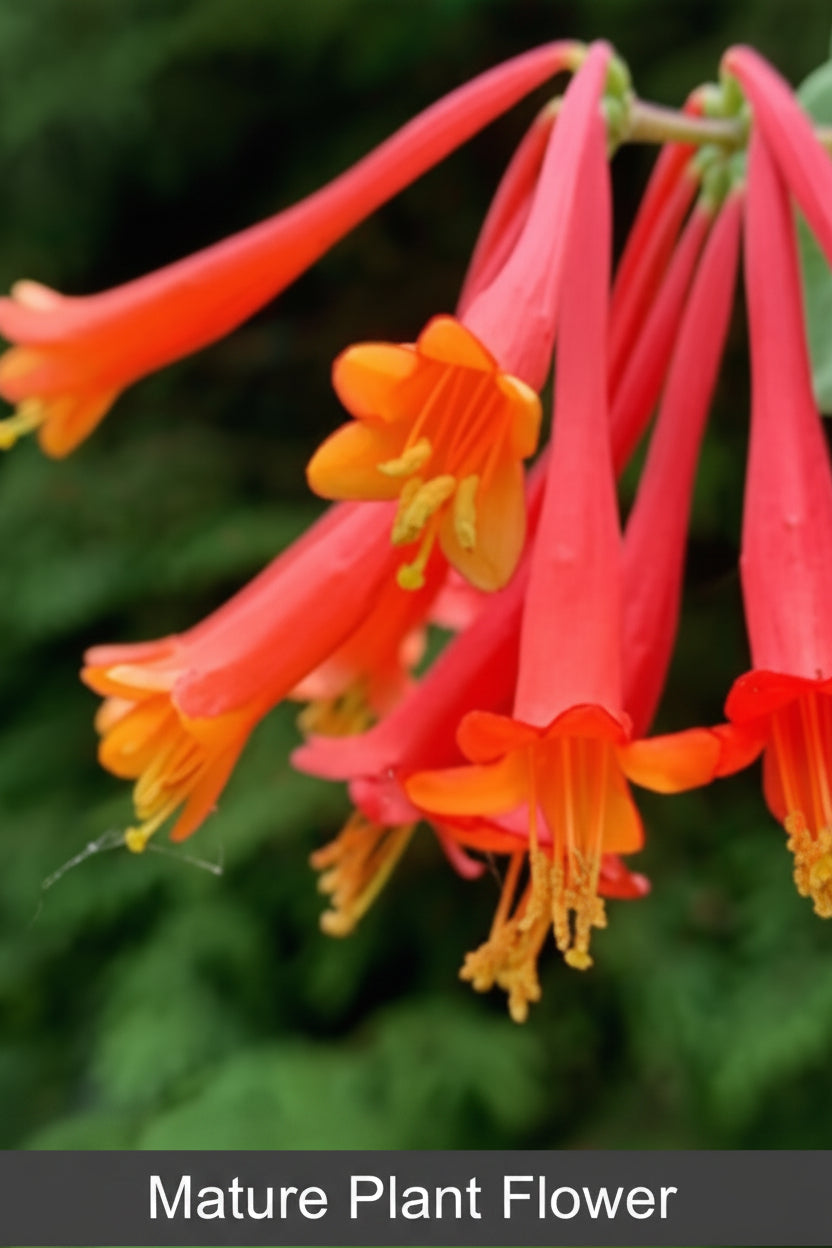 Trumpet Coral Honeysuckle 'Blanche Sandman' (Lonicera sempervirens) – Native Perennial Vine