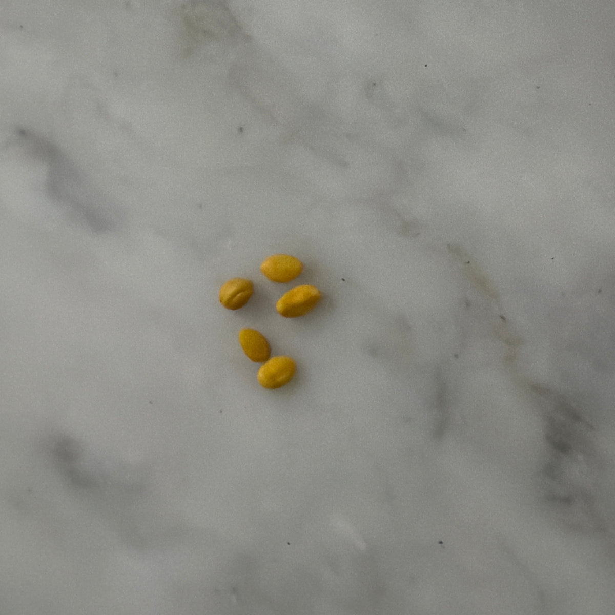Trumpet Honey Suckle Seeds