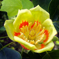 Tulip Poplar Tree (Liriodendron tulipifera) – Native Shade Tree, Fast-Growing, Zones 4–9