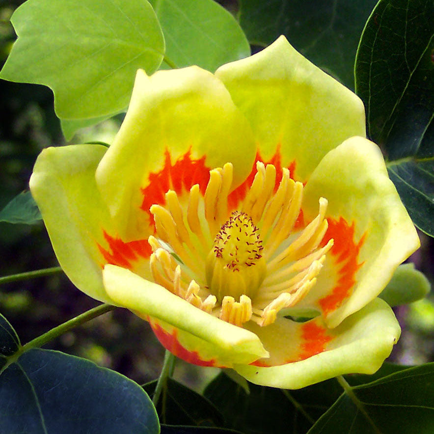 Tulip Poplar Tree (Liriodendron tulipifera) – Native Shade Tree, Fast-Growing, Zones 4–9