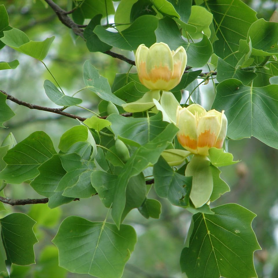 Tulip Poplar Tree (Liriodendron tulipifera) – Native Shade Tree, Fast-Growing, Zones 4–9