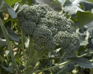 Umpqua Broccoli Head