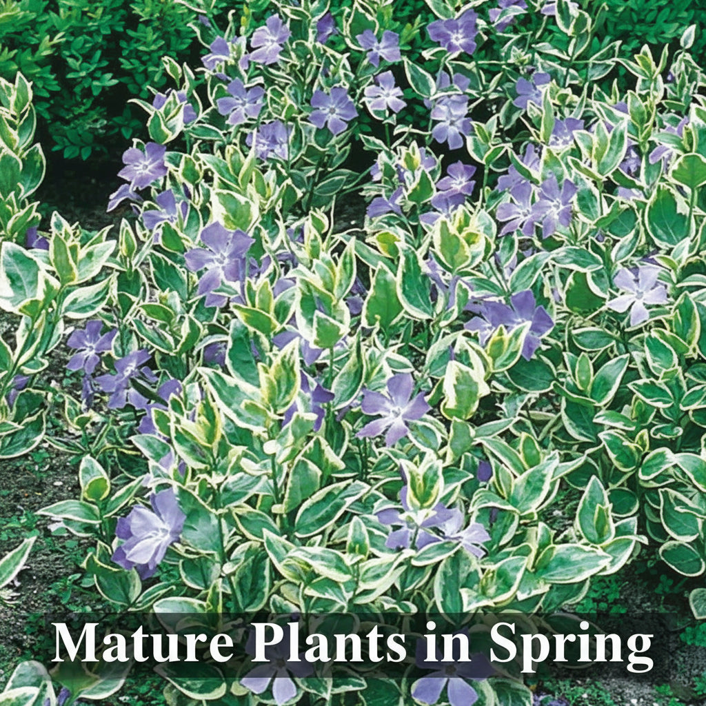 Variegated Vinca Major Live Plants – Spreading Ground Cover, Deer Resistant, Zones 7–9