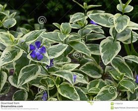 Varigated Vinca with Flower 2