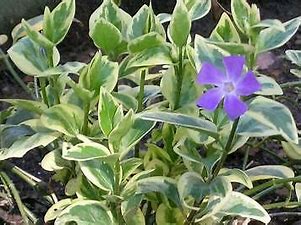 Variegated Vinca Major Plant (2.5" Pot)