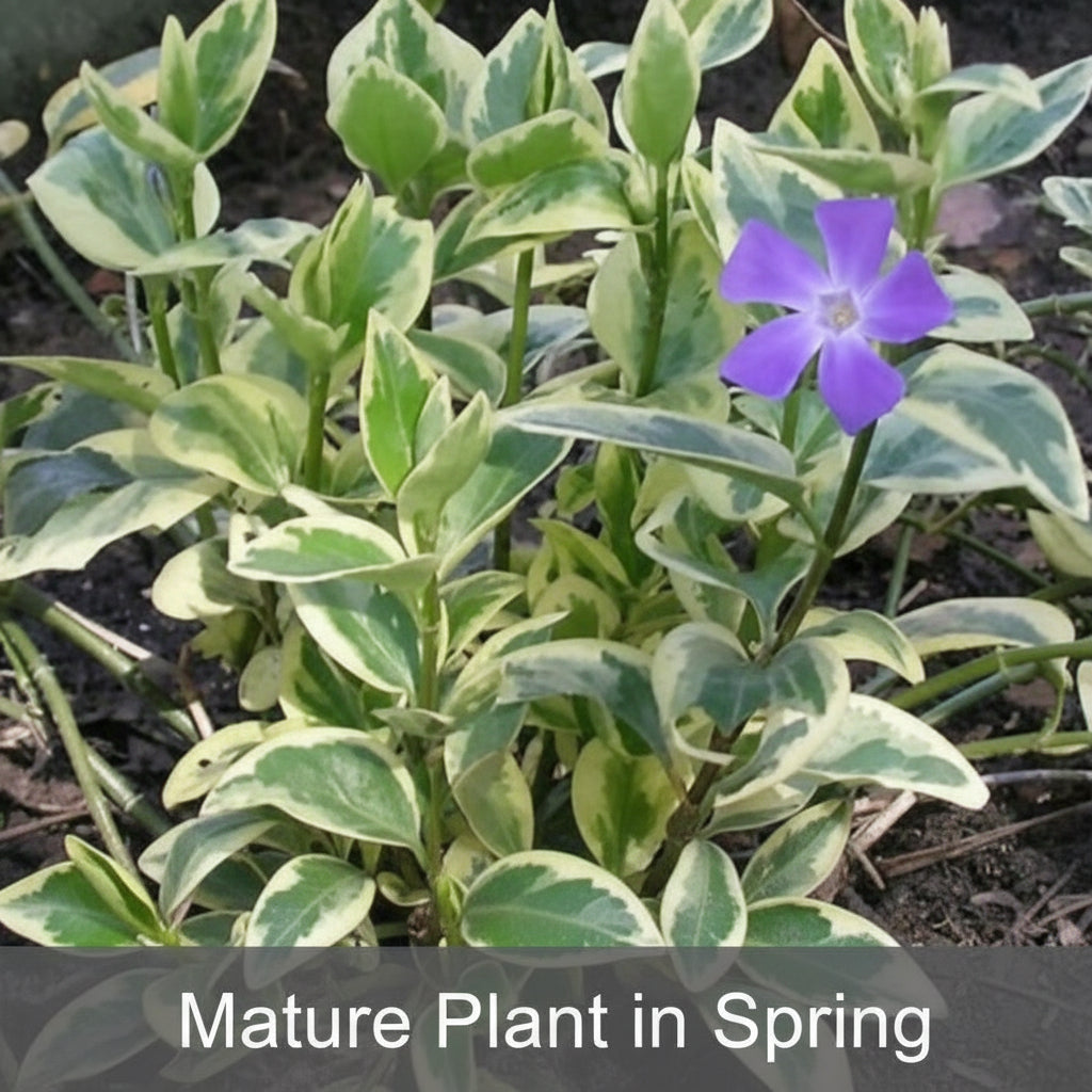 Variegated Vinca with Flower