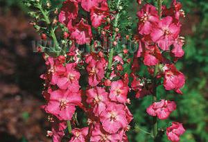 Verbascum Phoeniceum Rosetta (Pink Mullein) Plant, , Perennial Flower, Full-Part Sun