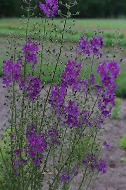 Purple Mullein 'Violetta' Live Plant (Verbascum phoeniceum) – Deep Purple Spikes, Drought Tolerant, Zones 4–9