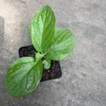 1 Verbascum Plant