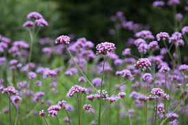 Verbena on a Stick Plants (2.5" Pots)
