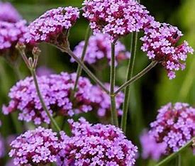Verbena on a Stick Plants (2.5" Pots)