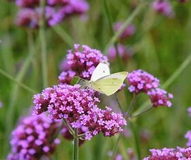 Verbena on a Stick Plants (2.5" Pots)
