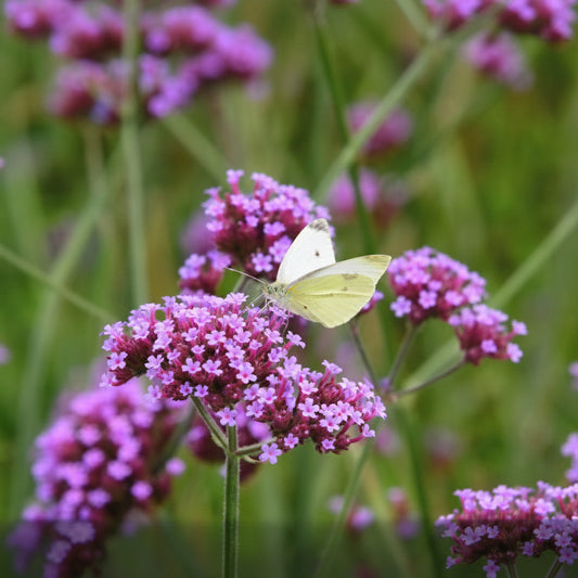 Verbena on a Stick Plants - 2.5" Pots, Annual Flower, Full Sun, Zones 7-11