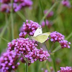 Verbena on a Stick Plants - 2.5" Pots, Annual Flower, Full Sun, Zones 7-11