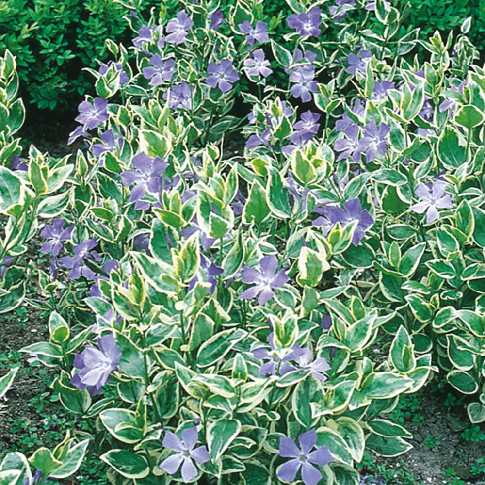 Variegated Vinca Major Live Plants – Spreading Ground Cover, Deer Resistant, Zones 7–9