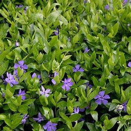 Vinca Minor (Periwinkle) Bare-Root Plants – Evergreen Ground Cover, Zones 4–8