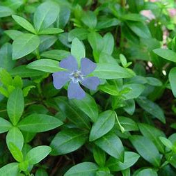 Vinca Minor (Periwinkle) Bare-Root Plants – Evergreen Ground Cover, Zones 4–8
