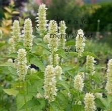 Agastache Rugosa White Giant- Anise Hyssop Plants, 4, 3.25" Pots