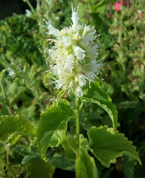 White Anise Agastache Flower