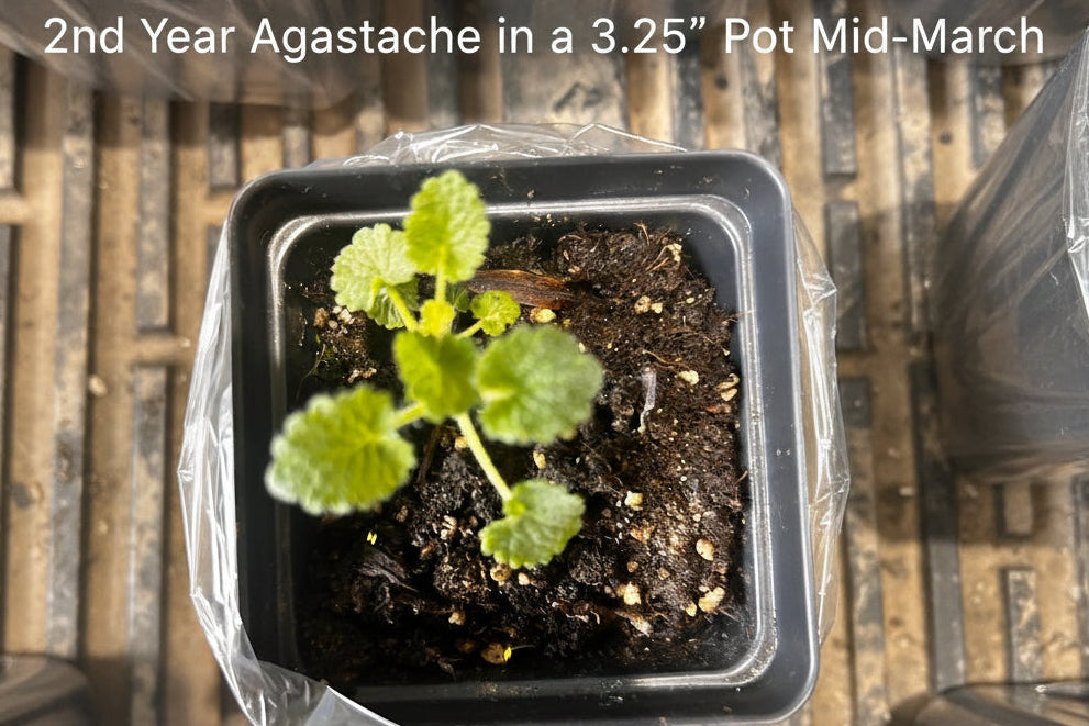 Anise Hyssop Plants - Agastache Rugosa White Giant