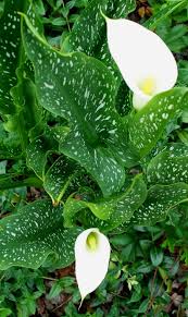 Albomaculata Calla Lily Bulbs (Pre-Sale)