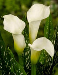Albomaculata Calla Lily Bulbs (Pre-Sale)